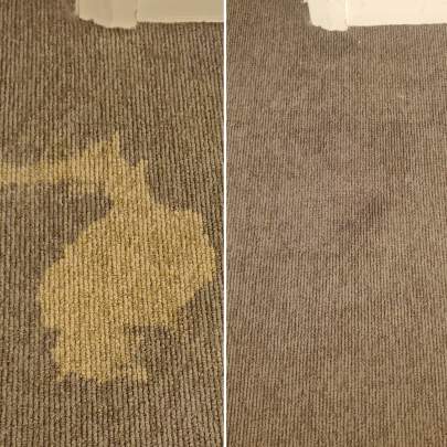 carpet color loss repair Executive Floor Care