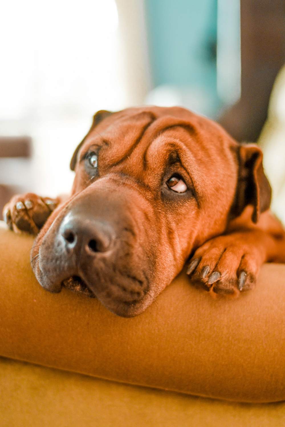 Does Carpet Cleaning Kill Fleas?